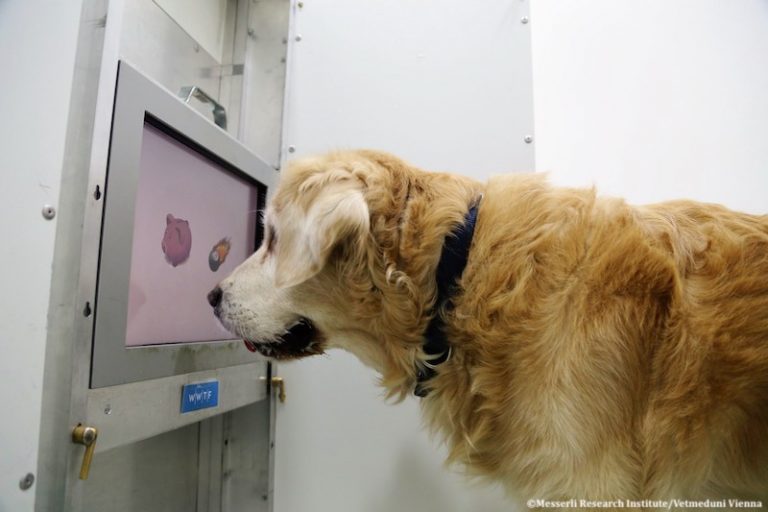 Interaction animal-ordinateur : le vieux chien stimulé grâce à des jeux sur écran tactile Interaction animal-ordinateur : le vieux chien stimulé grâce à des jeux sur écran tactile