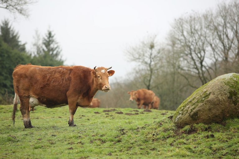 Prix 2018 de l’agro-biodiversité animale : deux vaches et un âne reprennent du poil de la bête Prix 2018 de l’agro-biodiversité animale : deux vaches et un âne reprennent du poil de la bête