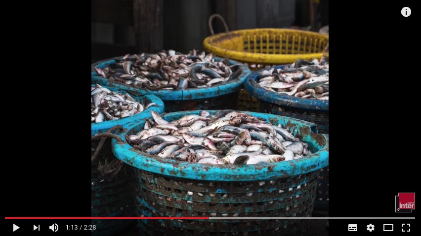 Une vidéo de France Inter rappelle que la question de la douleur chez l'animal concerne toutes les espèce et notamment les poissons.