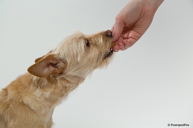 Le modèle canin semble le plus prédictif de ce que l’on pourrait observer du microbiome humain. Un rapprochement plus fort qu'avec le porc ou la souris