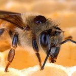 Varroa abeille
