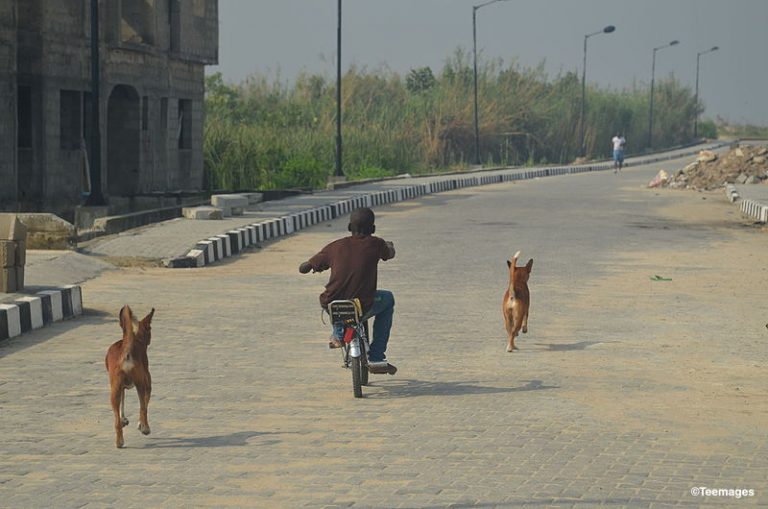 Maladies vectorielles : un programme panafricain de contrôle des infections chez le chien et le chat est lancé Maladies vectorielles : un programme panafricain de contrôle des infections chez le chien et le chat est lancé