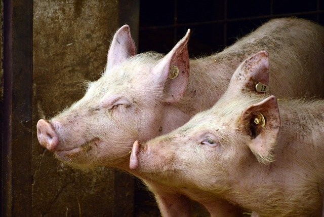 Un coronavirus de cochon est capable de se transmettre facilement aux poules et aux dindes qui développent la maladie. Un potentiel danger pour l’être humain ?