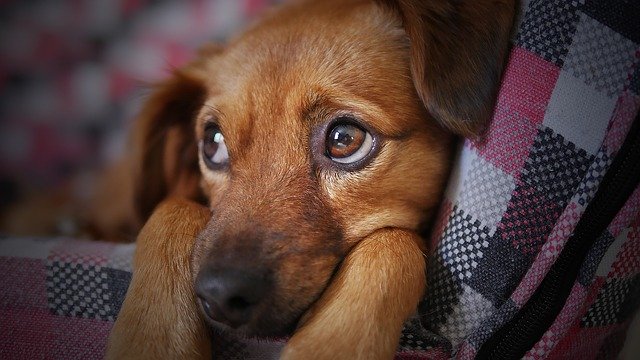 Mieux comprendre l’anxiété de séparation chez le chien pour éviter le stress du déconfinement