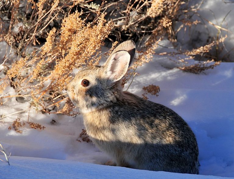 Un virus mortel met en danger les populations de lapins américains Un virus mortel met en danger les populations de lapins américains