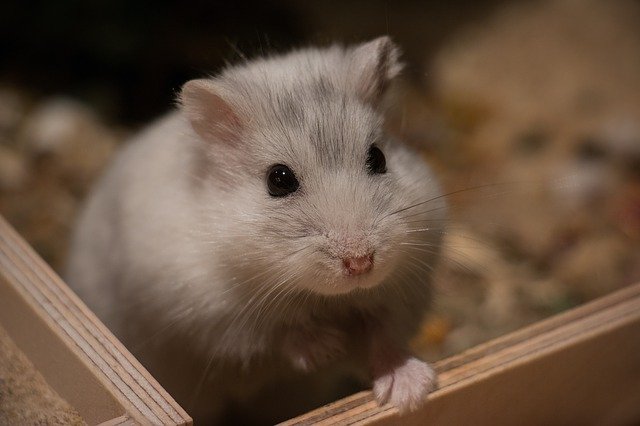 Les hamsters, naturellement susceptibles au SARS-CoV-2, ont permis de tester l’efficacité des masques pour lutter contre la propagation du nouveau coronavirus.