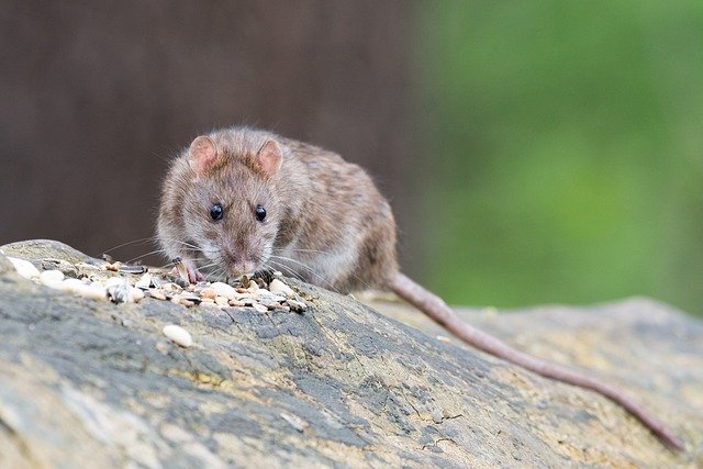 Les rats cohabitent avec les humains depuis toujours, et il en va de même pour leurs pathogènes. Bactérie, virus, parasites… plusieurs ont même évolué pour infecter l’humain.