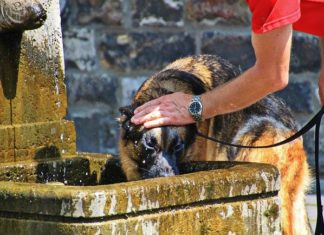 les facteurs de risque, de mortalité et d’incidence liés aux maladies liées à la chaleur dans les populations canines
