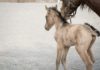 L’étude génétique d’un étalon pur-sang qui eut une grande influence sur l’élevage de chevaux allemand au début du siècle dernier éclaire l’origine d’une pathologie génétique mortelle, le syndrome du poulain fragile
