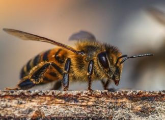 Pourtant développés dans l’optique de d’épargner les abeilles, deux pesticides disponibles dans le commerce et largement utilisés induisent un stress physiologique chez les abeilles à miel qui raccourcit leur vie.