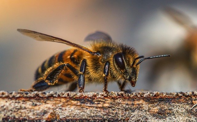 Pourtant développés dans l’optique de d’épargner les abeilles, deux pesticides disponibles dans le commerce et largement utilisés induisent un stress physiologique chez les abeilles à miel qui raccourcit leur vie.