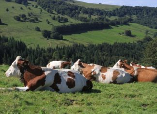 Des chercheurs s’intéressent à l’allogrooming pour comprendre les liens sociaux afin de mieux les intégrer dans les processus de gestion des productions laitières