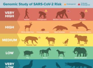 Une analyse génomique du récepteur ACE2 révèle que de nombreuses espèces animales sont vulnérables à l’infection par SARS-Cov-2.
