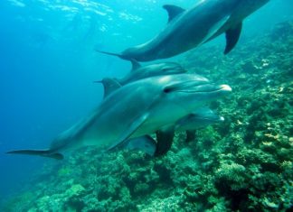 Les effets de la pêche peuvent avoir des conséquences répétées et à long terme sur les dauphins