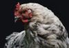 Une nouvelle étude indépendante montre que les poules de chair avec une croissance plus lente sont en meilleure santé et vivent mieux que des races qui se développent plus rapidement pour satisfaire l’industrie de la consommation