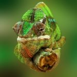 chameleon-trafic faune sauvage