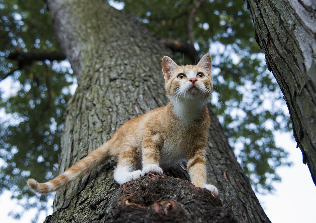 Les chats ont une empreinte écologique et environnementale désastreuse. Prédateurs aguerris, vecteurs de maladies ou encore fervents protecteurs territoriaux, les chats perturbent les écosystèmes. En tant que propriétaire, comment se positionner ?