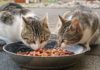 Surpoids : nourrir les chats d'intérieur une seule fois par jour pourrait améliorer leur santé