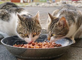 Surpoids : nourrir les chats d'intérieur une seule fois par jour pourrait améliorer leur santé