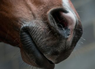 l’asthme équin sévère est la pathologie la plus fréquente chez les chevaux hébergés en intérieur
