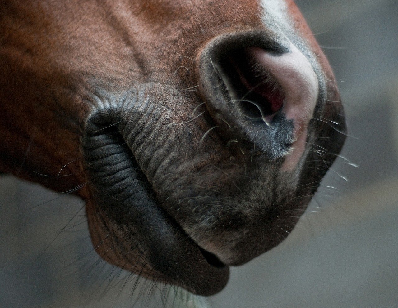 l’asthme équin sévère est la pathologie la plus fréquente chez les chevaux hébergés en intérieur