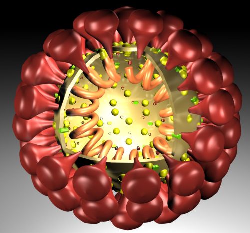 Des chercheurs ont voulu comparer le coronavirus félin de la péritonite infectieuse féline (PIF) à SARS-CoV-2. Nous faisons le point sur leurs similitudes et leurs différences et les implications pour la recherche actuelle