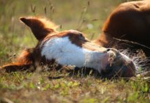 psittacose: Une zoonose aviaire infecte les populations équines en Australie. À l’origine d’avortements chez la jument, la bactérie proviendrait de perroquets indigènes