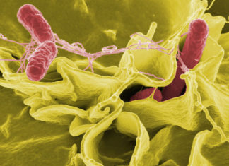 Principales responsables des toxi-infections alimentaires collectives en France, les bactéries du genre Salmonella peuvent persister de façon asymptomatique dans les populations porcines
