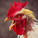 influenza aviaire H5N8