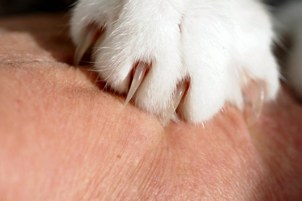jusqu’à 40 à 50 % des chats domestiques peuvent être porteurs de Bartonella henselae selon les régions.