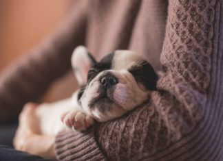 La recherche translationnelle chez le chien de compagnie offre en effet une opportunité d’étudier le sommeil et d’acquérir une meilleure compréhension de ses dysfonctionnements chez l’animal et l’homme