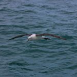 albatros-biomimetisme