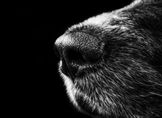 Le chien possède un odorat bien plus développé que l’homme. Ses aptitudes olfactives lui permettent même de détecter des changements imperceptibles, précurseurs de la maladie. Les chiens dressés à cet effet peuvent reconnaître un cancer, prévoir une crise narcoleptique ou encore identifier une infection. Mais malgré un taux de réussite indéniable, le chien peine à trouver sa place dans le milieu médical en France