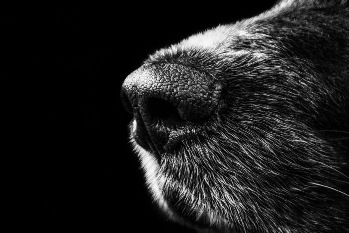 Le chien possède un odorat bien plus développé que l’homme. Ses aptitudes olfactives lui permettent même de détecter des changements imperceptibles, précurseurs de la maladie. Les chiens dressés à cet effet peuvent reconnaître un cancer, prévoir une crise narcoleptique ou encore identifier une infection. Mais malgré un taux de réussite indéniable, le chien peine à trouver sa place dans le milieu médical en France