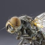 fly-biomimetisme