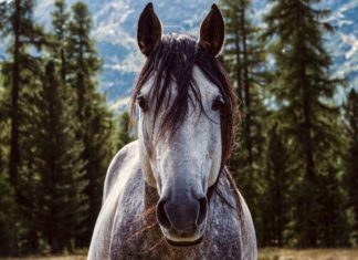 La lymphangite épizootique est une maladie infectieuse contagieuse et chronique qui affecte la peau, les vaisseaux et les ganglions lymphatiques au niveau des membres, de l’encolure et du poitrail des chevaux, mais aussi d’autres espèces d’équidés