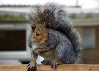 Espèces invasives: le HD-ClvR pourrait réduire une population ciblée d’écureuils gris de plus de 60 % en dix ans