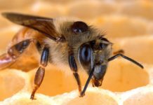 un champignon entomopathogène présent dans les sols du monde entier, permet de lutter efficacement contre Varroa destructor, l’ectoparasite dévastateur des abeilles mellifères