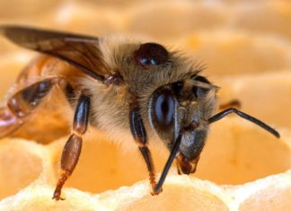 un champignon entomopathogène présent dans les sols du monde entier, permet de lutter efficacement contre Varroa destructor, l’ectoparasite dévastateur des abeilles mellifères