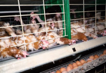 Les vétérinaires à l’avant-garde de la transition vers des élevages plus durables et respectueux du bien-être des poules pondeuses, telle est la volonté de la Fédération des vétérinaires européenne