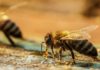 la surface de leur corps est recouverte de cire que se charge électrostatiquement par les frottements entre les différentes parties du corps, entre les insectes à l’intérieur de la ruche bondée, ou entre l’air et le corps pendant le vol. Ainsi, une grande partie des échanges sociaux des abeilles sont mesurables par le biais des champs électriques.