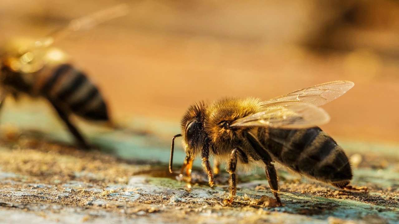 la surface de leur corps est recouverte de cire que se charge électrostatiquement par les frottements entre les différentes parties du corps, entre les insectes à l’intérieur de la ruche bondée, ou entre l’air et le corps pendant le vol. Ainsi, une grande partie des échanges sociaux des abeilles sont mesurables par le biais des champs électriques.