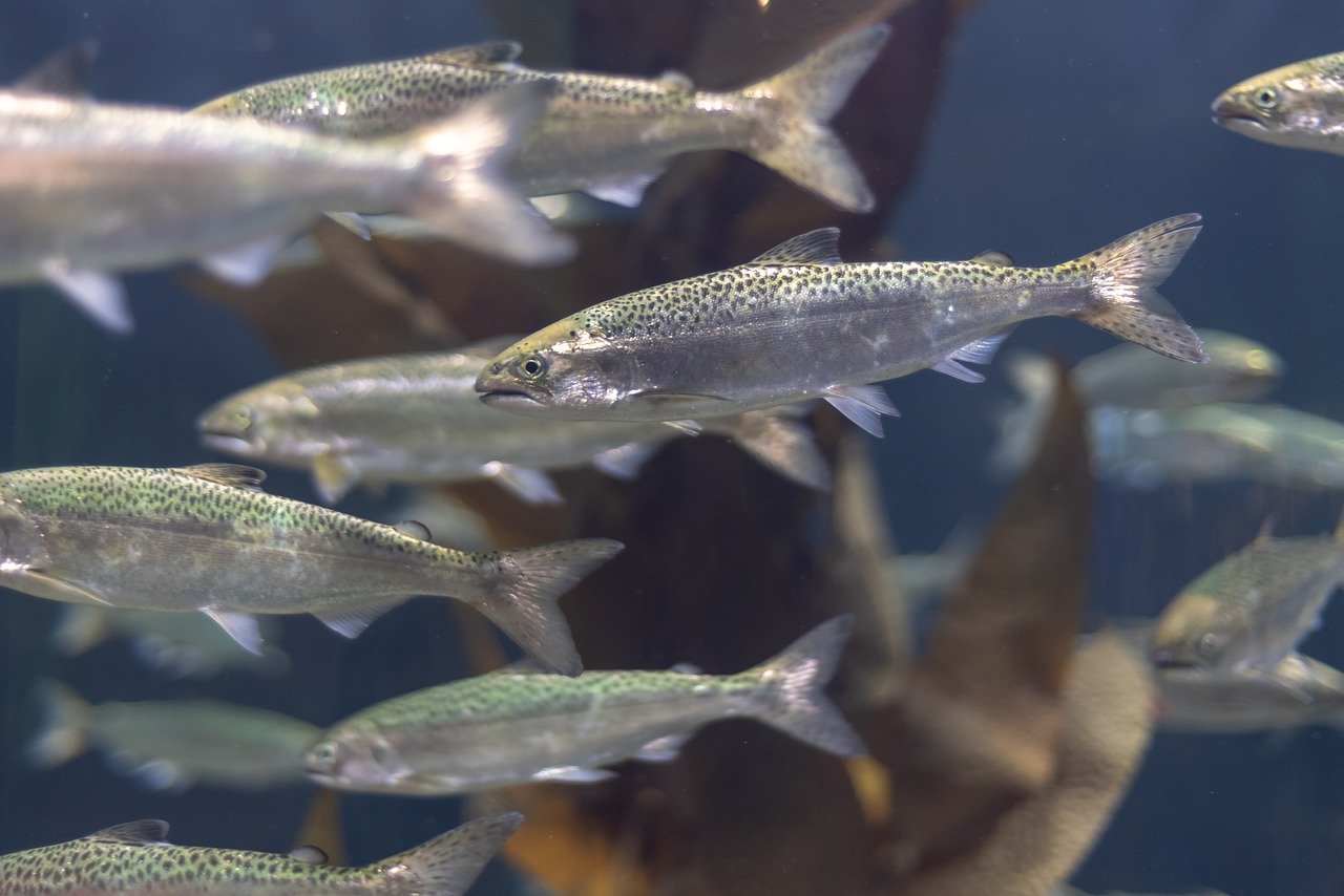 Edition génomique: Le super saumon transgénique confectionné par l’entreprise AquaBounty est capable d’atteindre sa taille adulte quatre fois plus vite que la normale