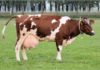 Faut-il privilégier les systèmes de production laitiers qui font la part belle au pâturage ou au contraire limiter, voire interdire l’accès des vaches à l’extérieur ?