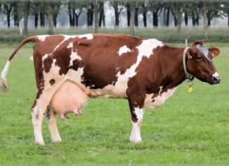 Faut-il privilégier les systèmes de production laitiers qui font la part belle au pâturage ou au contraire limiter, voire interdire l’accès des vaches à l’extérieur ?