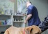 Parvovirose canine: Des vétérinaires ont cherché à affiner le protocole du test d’inhibition de l’hémagglutination pour éviter une mauvaise interprétation des résultats et une vaccination inefficace