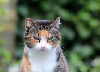 le guide encourage les vétérinaires à suivre de près le processus de vieillissement chez le chat âgé, par un diagnostic individuel mais aussi plus globalement