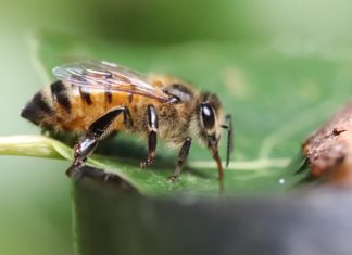 Les humains n’ont pas été les seuls affectés par la chaleur. Les apiculteurs de la vallée de l’Okanagan ont signalé la mort anormale de reines d’abeilles, de faux bourdons et de petites colonies.