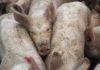 Influenza A : la transmission du virus H1N1 entre porcs et agriculteurs est avérée
