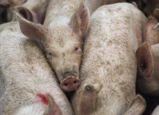 Influenza A : la transmission du virus H1N1 entre porcs et agriculteurs est avérée